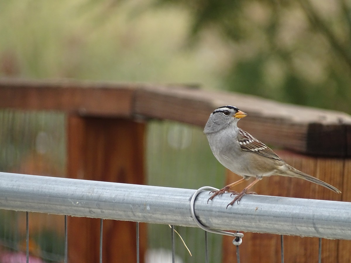White-crowned Sparrow (Gambel's) - ML642139005