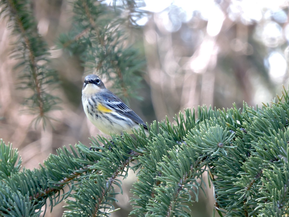 Yellow-rumped Warbler (Myrtle) - ML642139019