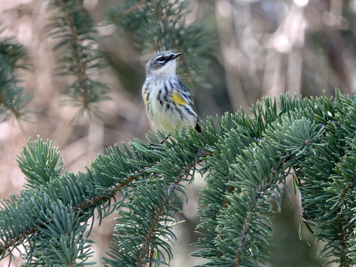 Yellow-rumped Warbler (Myrtle) - ML642139020
