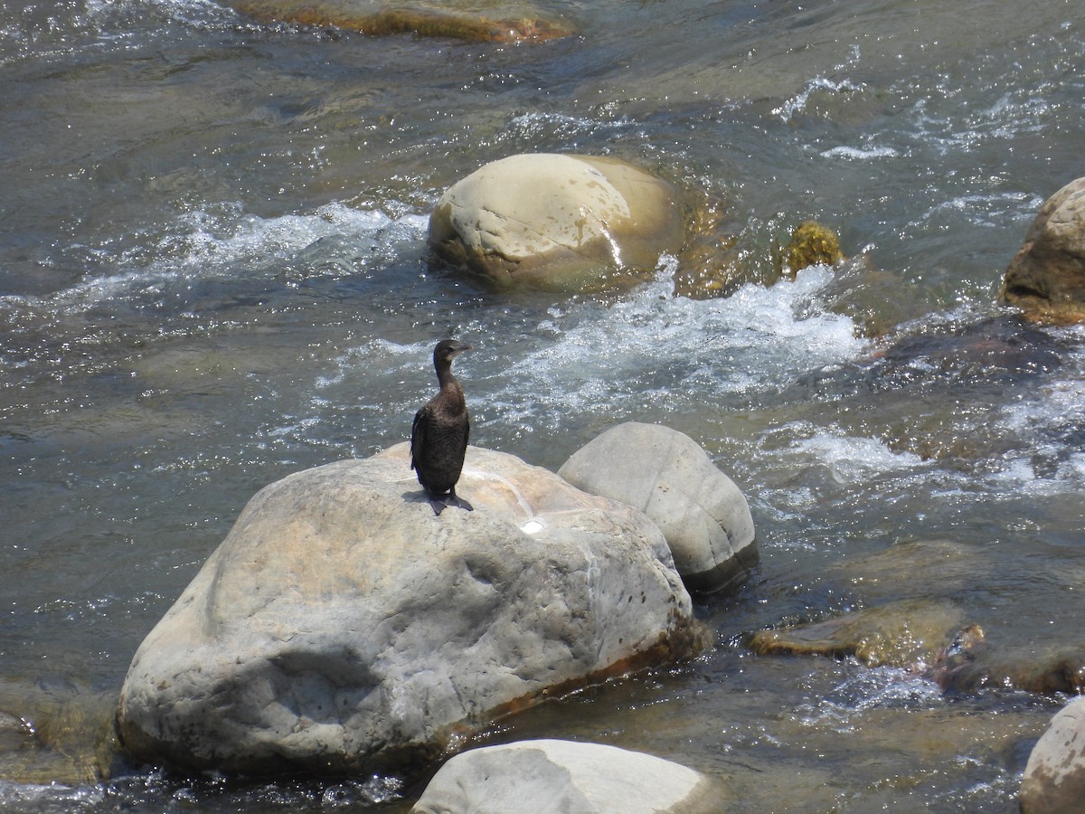 Great Cormorant - ML642139026