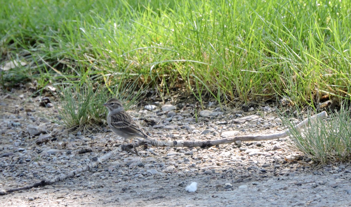 Chipping Sparrow - ML642139027