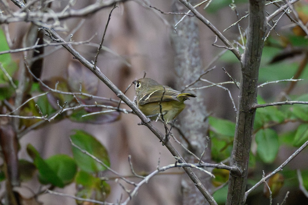Huttonvireo - ML642139047