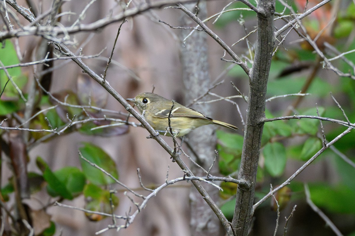 Hutton's Vireo - ML642139048