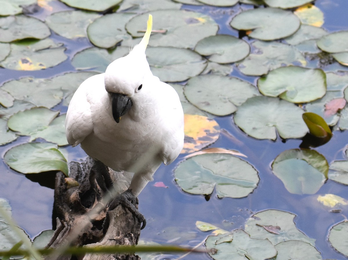 Gelbhaubenkakadu - ML642139055