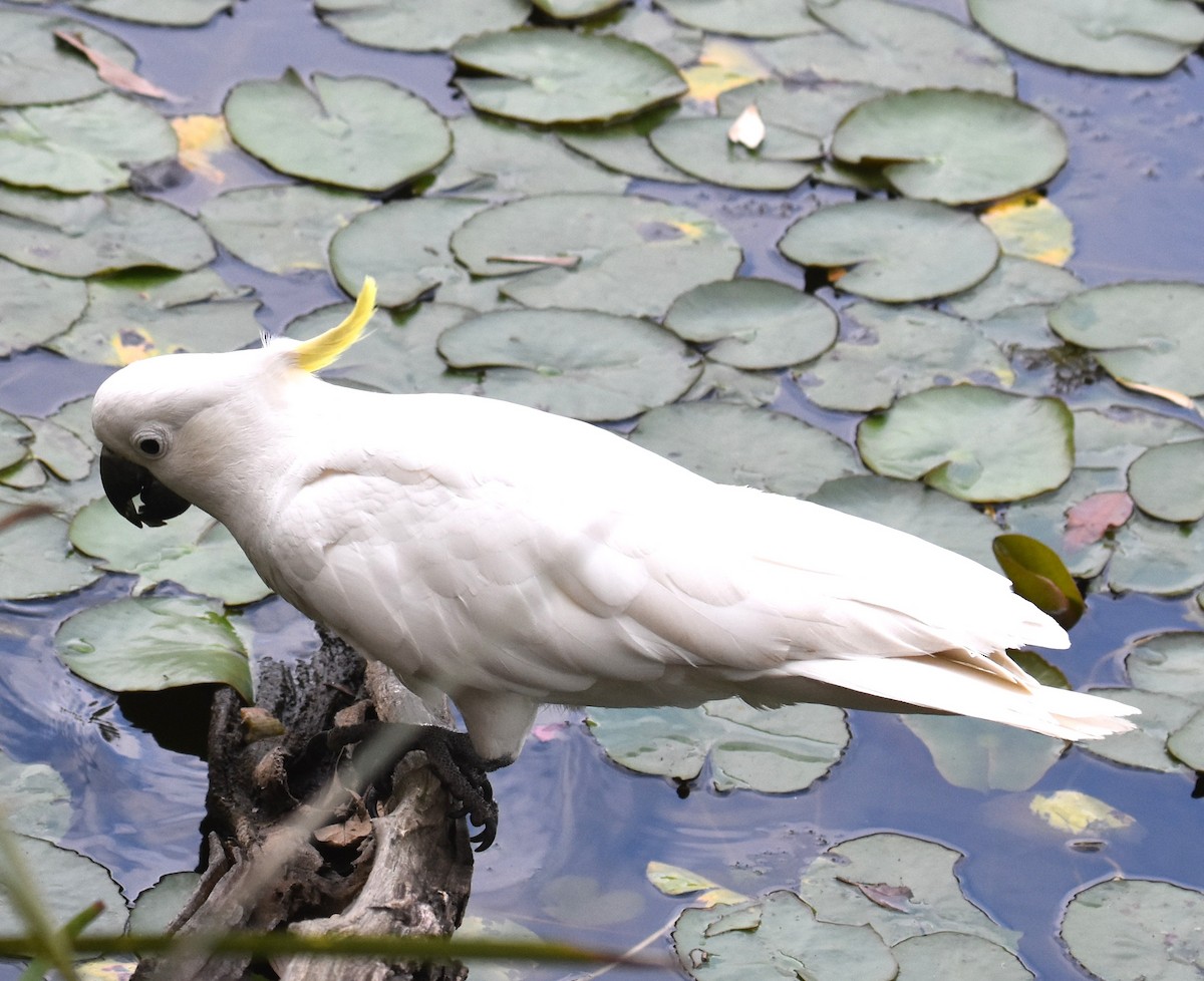 Gelbhaubenkakadu - ML642139065