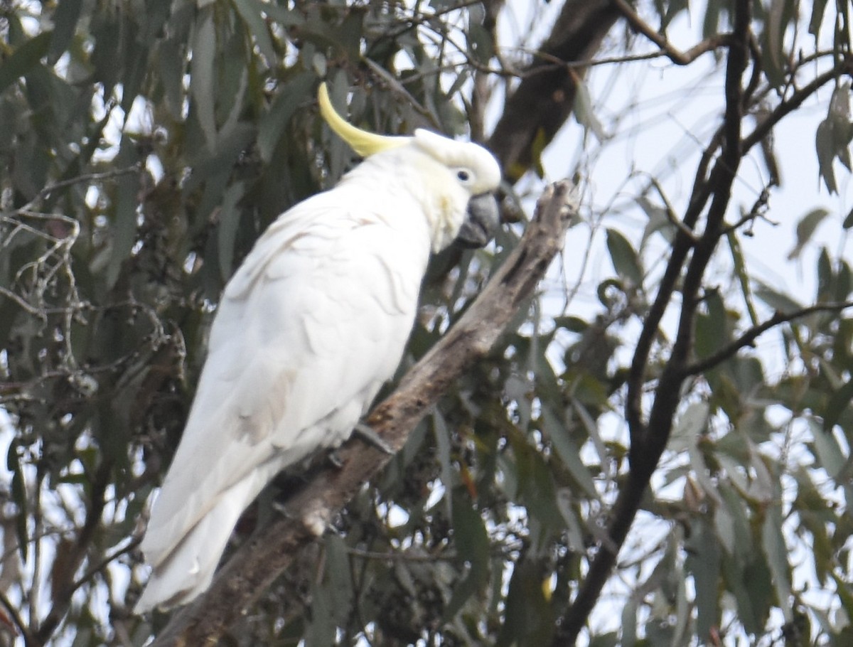 Gelbhaubenkakadu - ML642139067