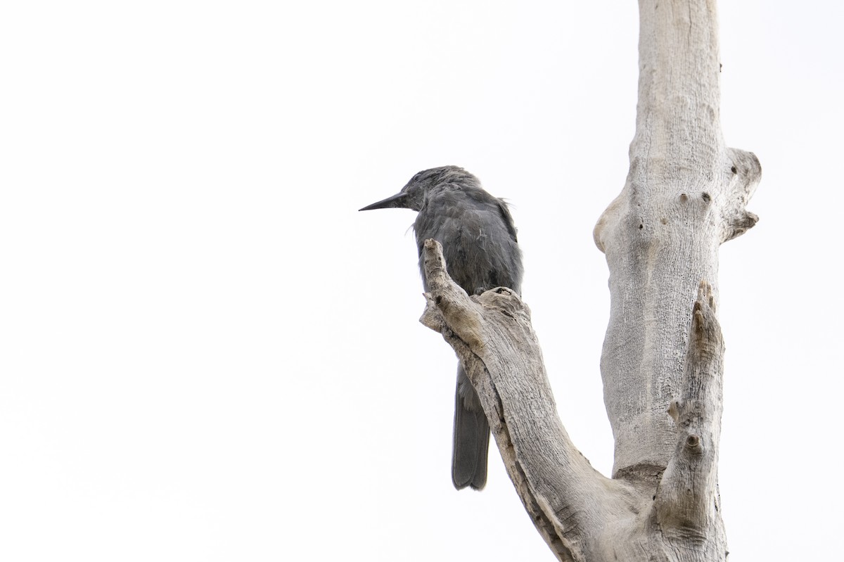 Pinyon Jay - ML642139132