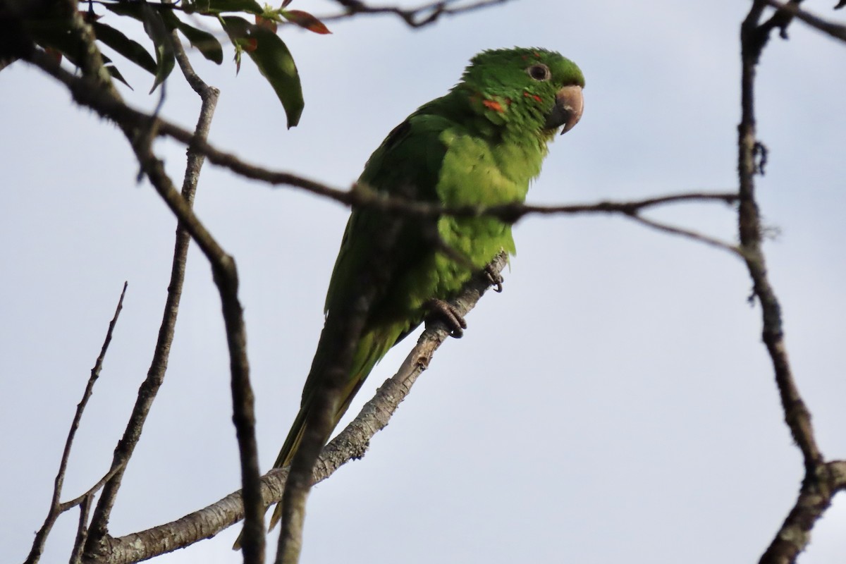 Conure pavouane - ML642139136