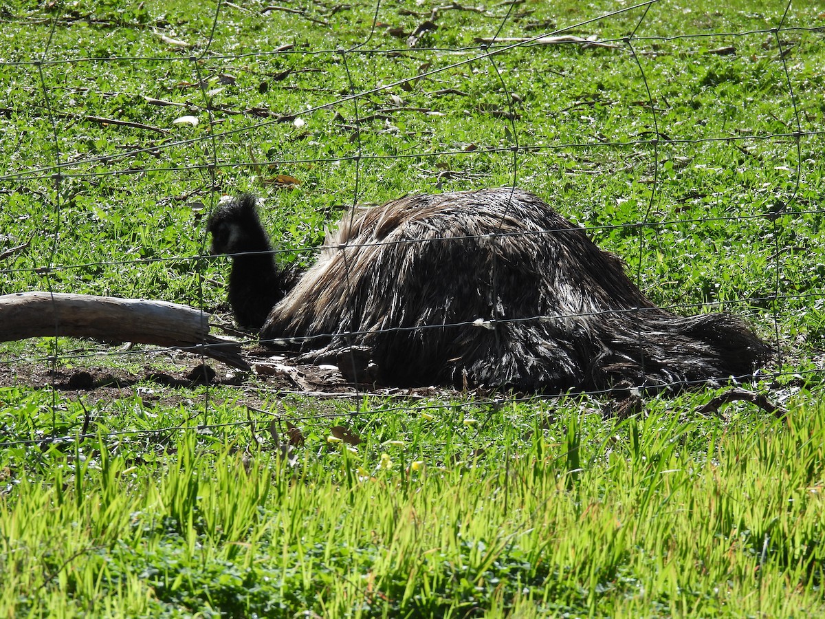 Emu - ML642139143