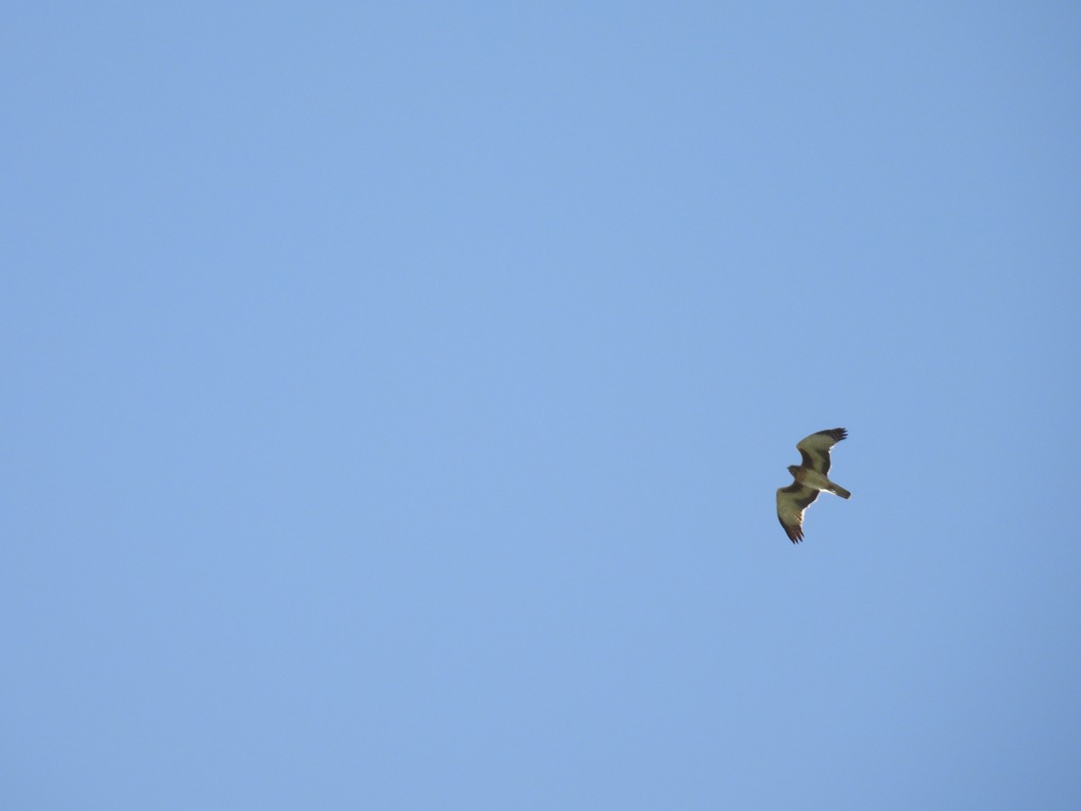 Kaninchenadler - ML642139150