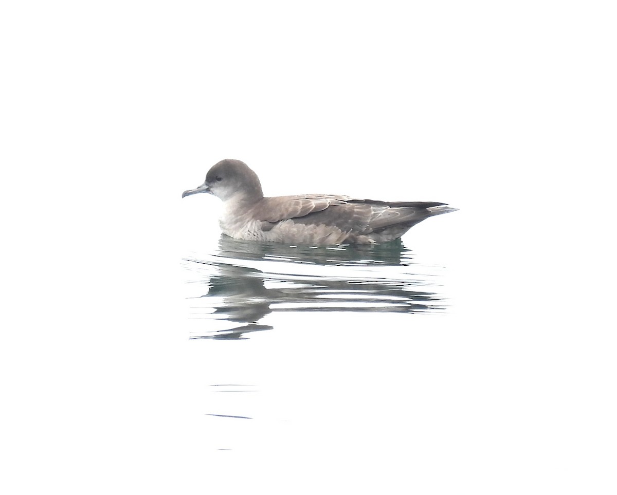 Short-tailed Shearwater - ML642139160