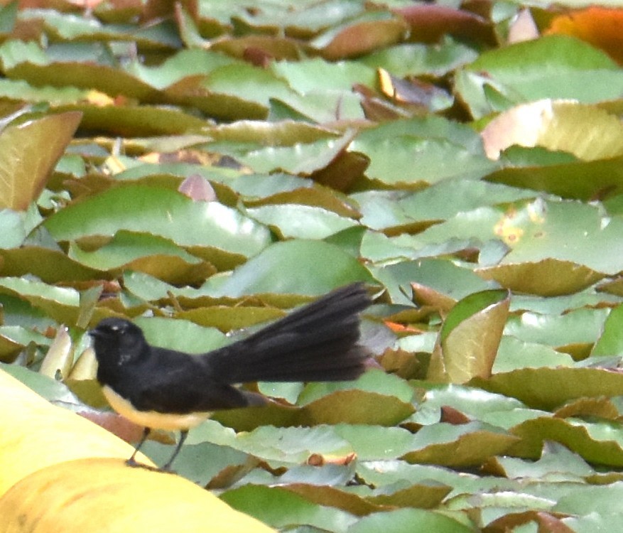 Willie-wagtail - ML642139162