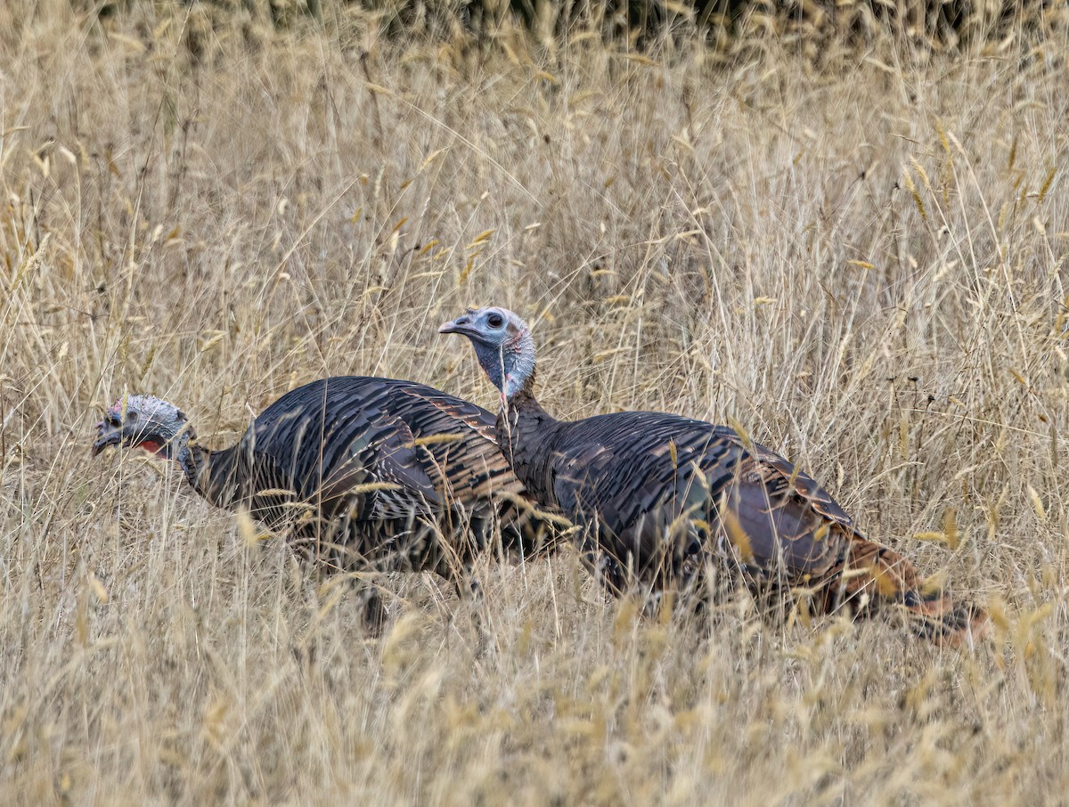 krocan divoký - ML642139163