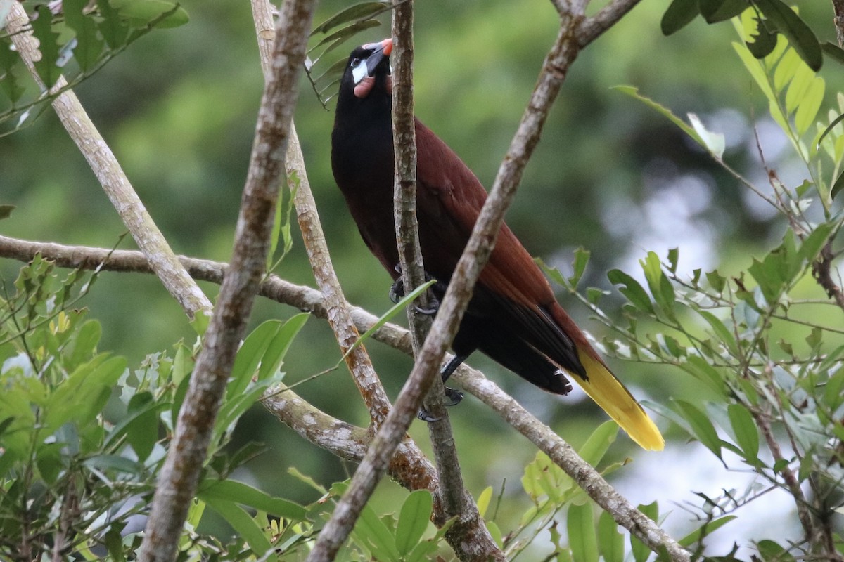 Montezuma Oropendola - ML642139165