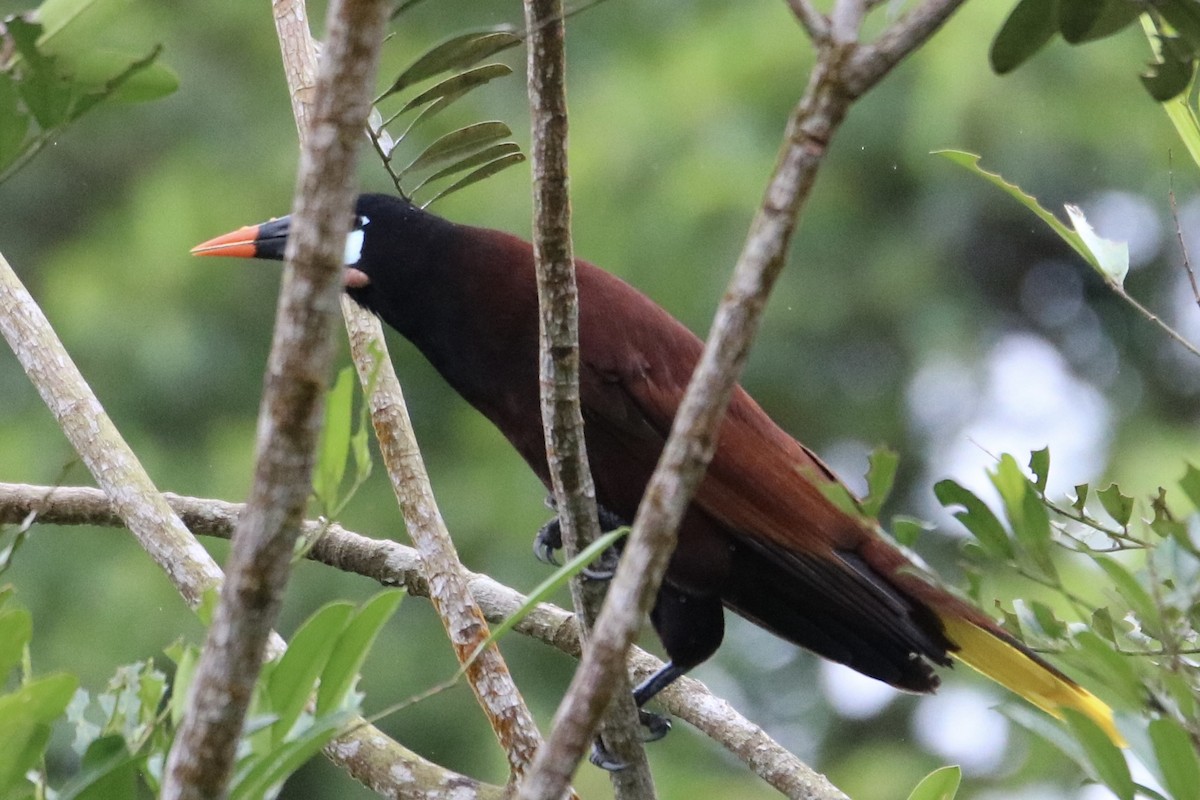 Montezuma Oropendola - ML642139166