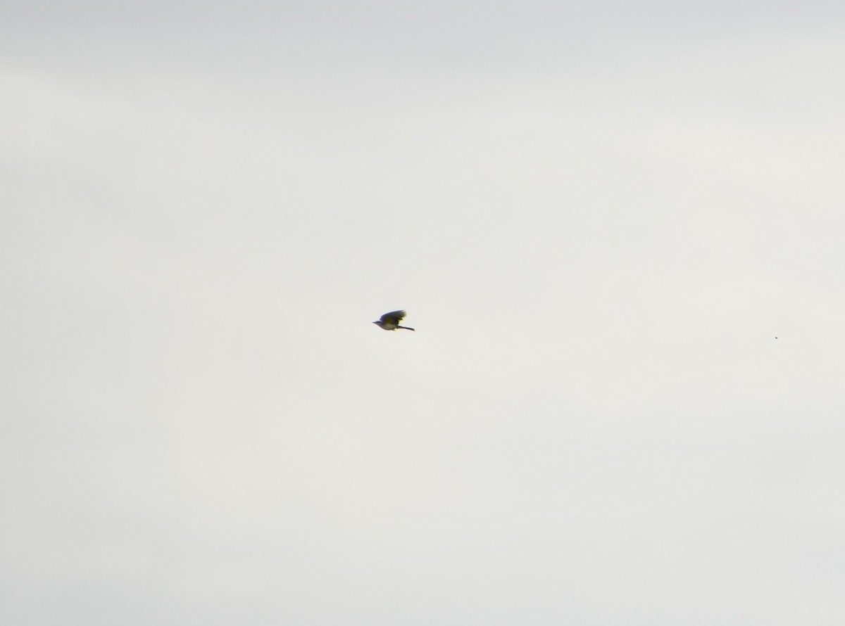 Western Kingbird - ML642139168