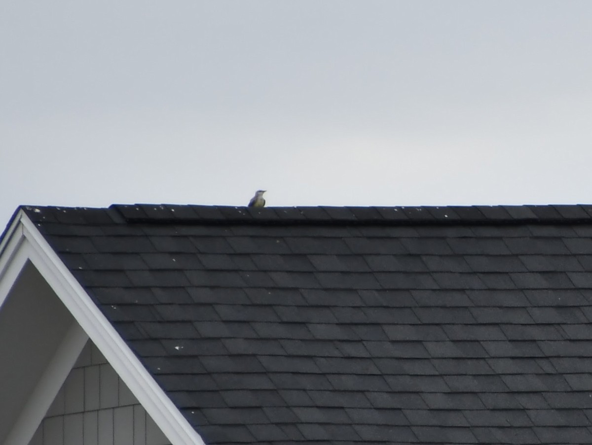 Western Kingbird - ML642139169