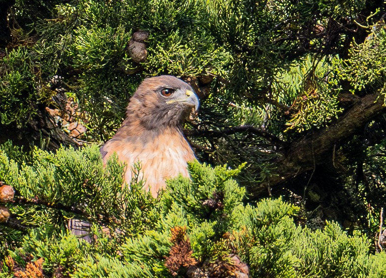 Red-tailed Hawk - ML642139176