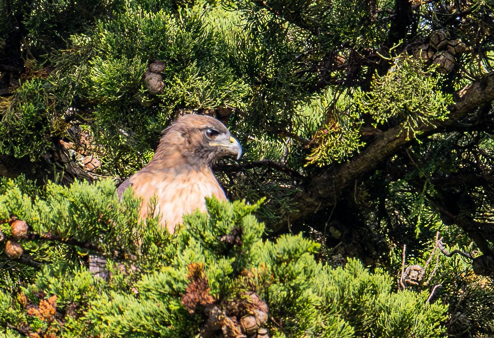 Red-tailed Hawk - ML642139180