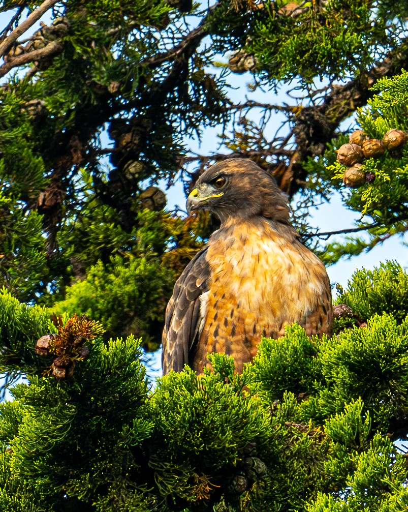 Red-tailed Hawk - ML642139182