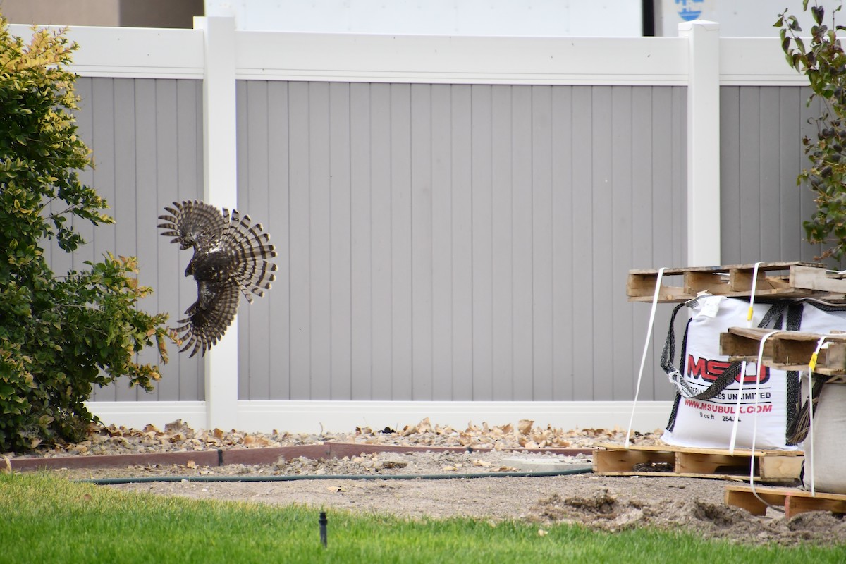 Cooper's Hawk - ML642139183