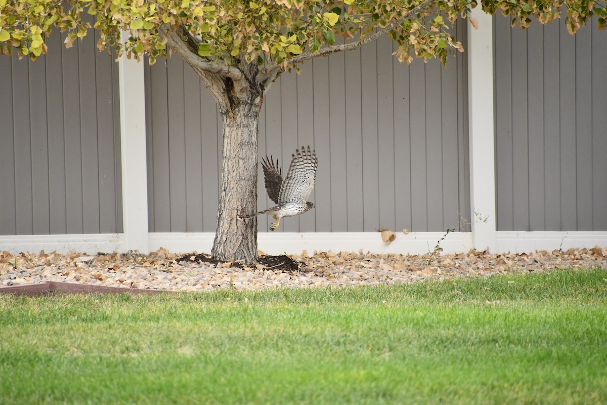 Cooper's Hawk - ML642139184