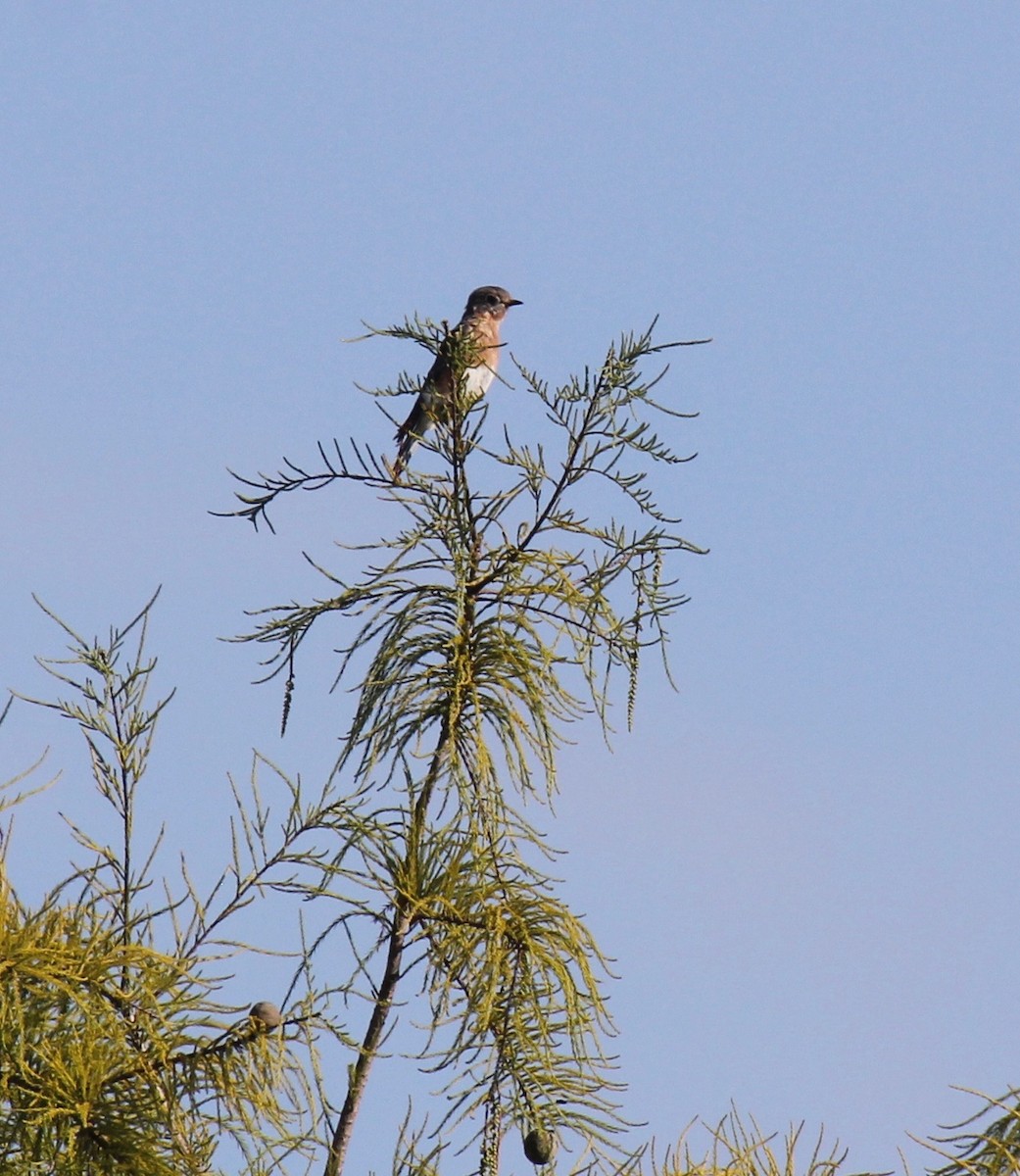 Eastern Bluebird - ML642139187