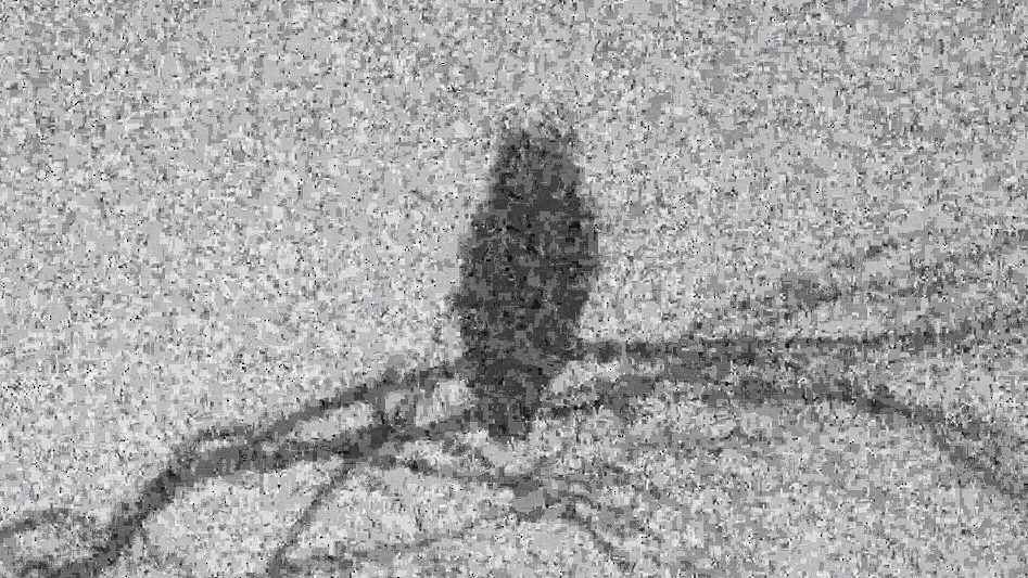 Great Horned Owl - Bruce Schine