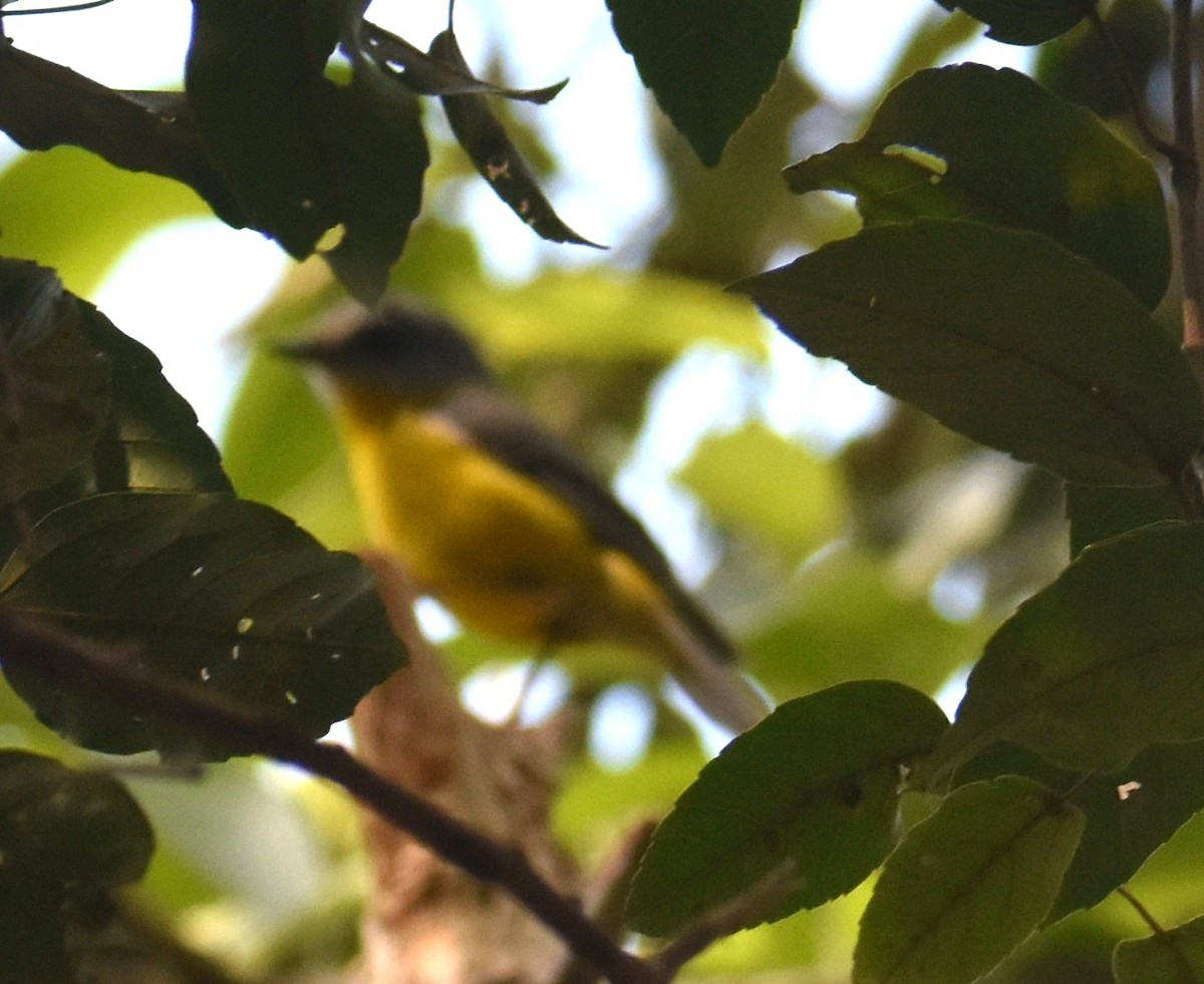 Eastern Yellow Robin - ML642139201