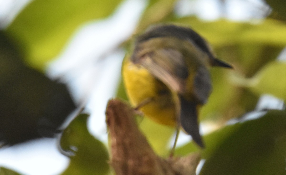 Eastern Yellow Robin - ML642139205
