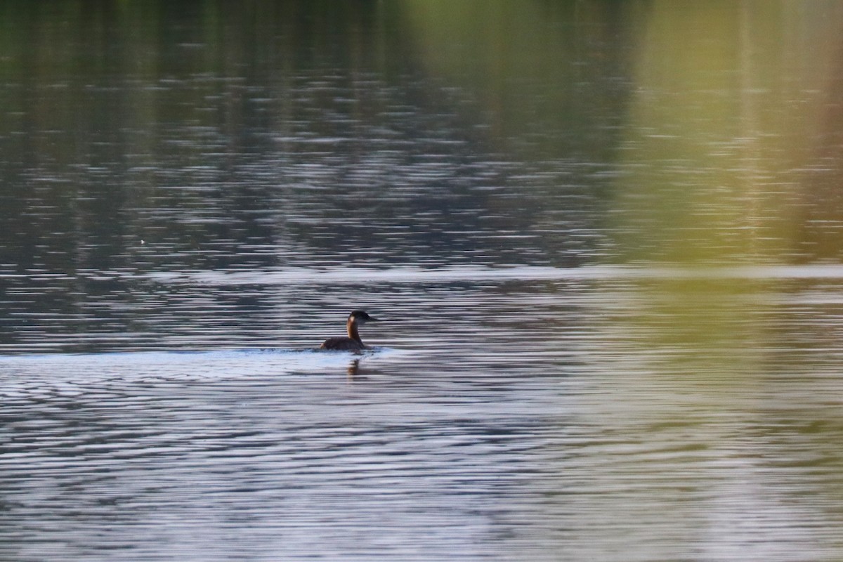 Red-necked Grebe - ML642139206