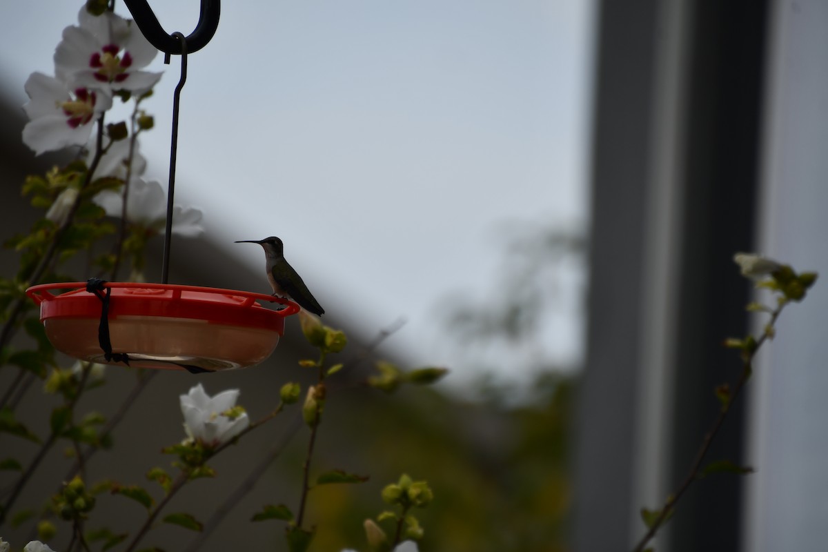 Rufous Hummingbird - ML642139218