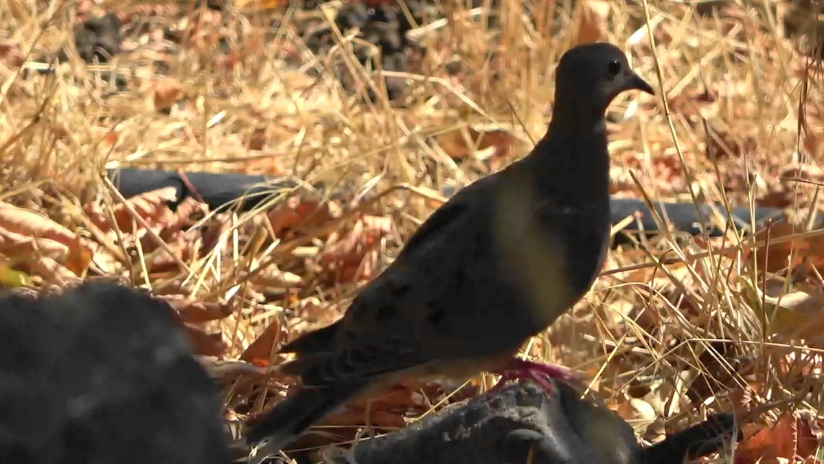 Mourning Dove - ML642139231