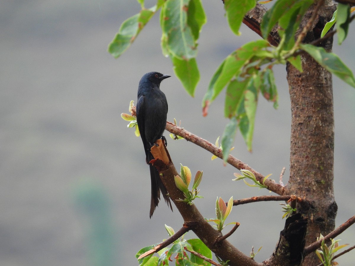 Black Drongo - ML642139234