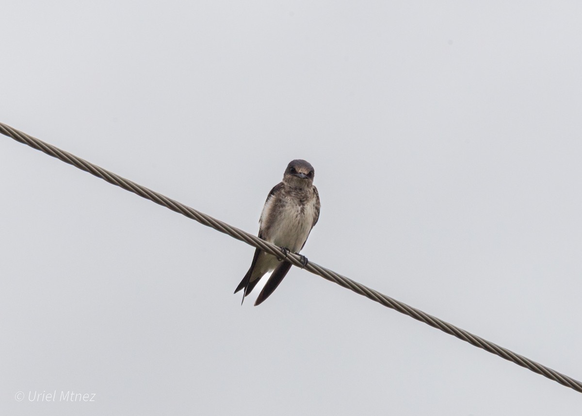 Purple Martin - ML642139238