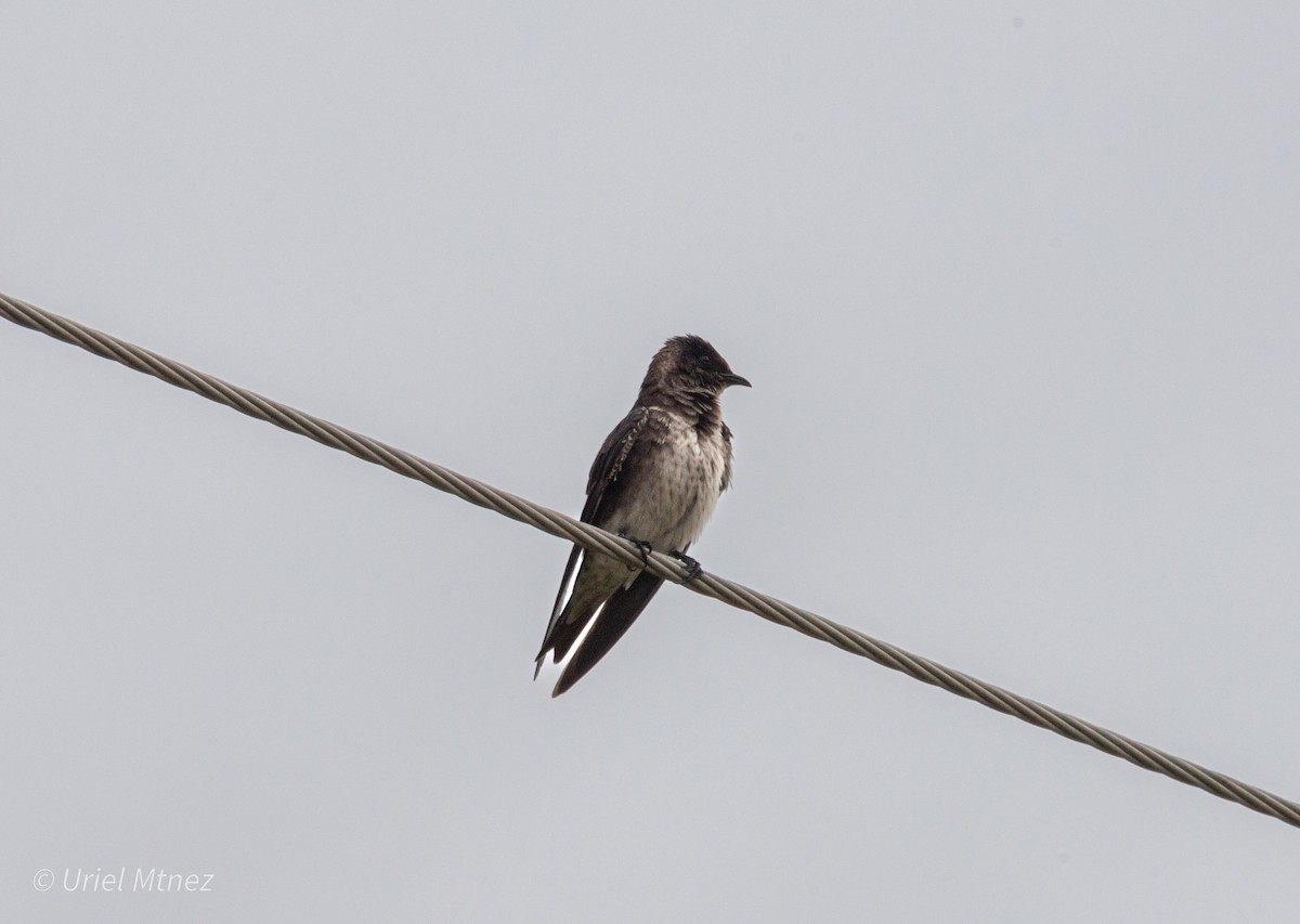 Purple Martin - ML642139239