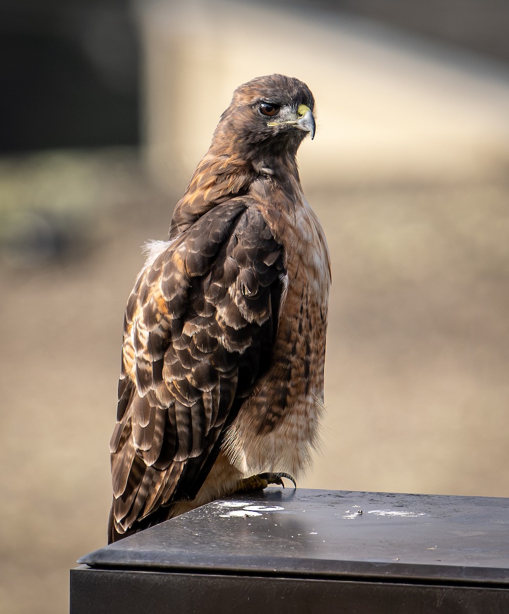 Red-tailed Hawk - ML642139246