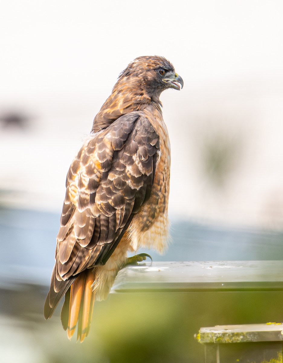 Red-tailed Hawk - ML642139247