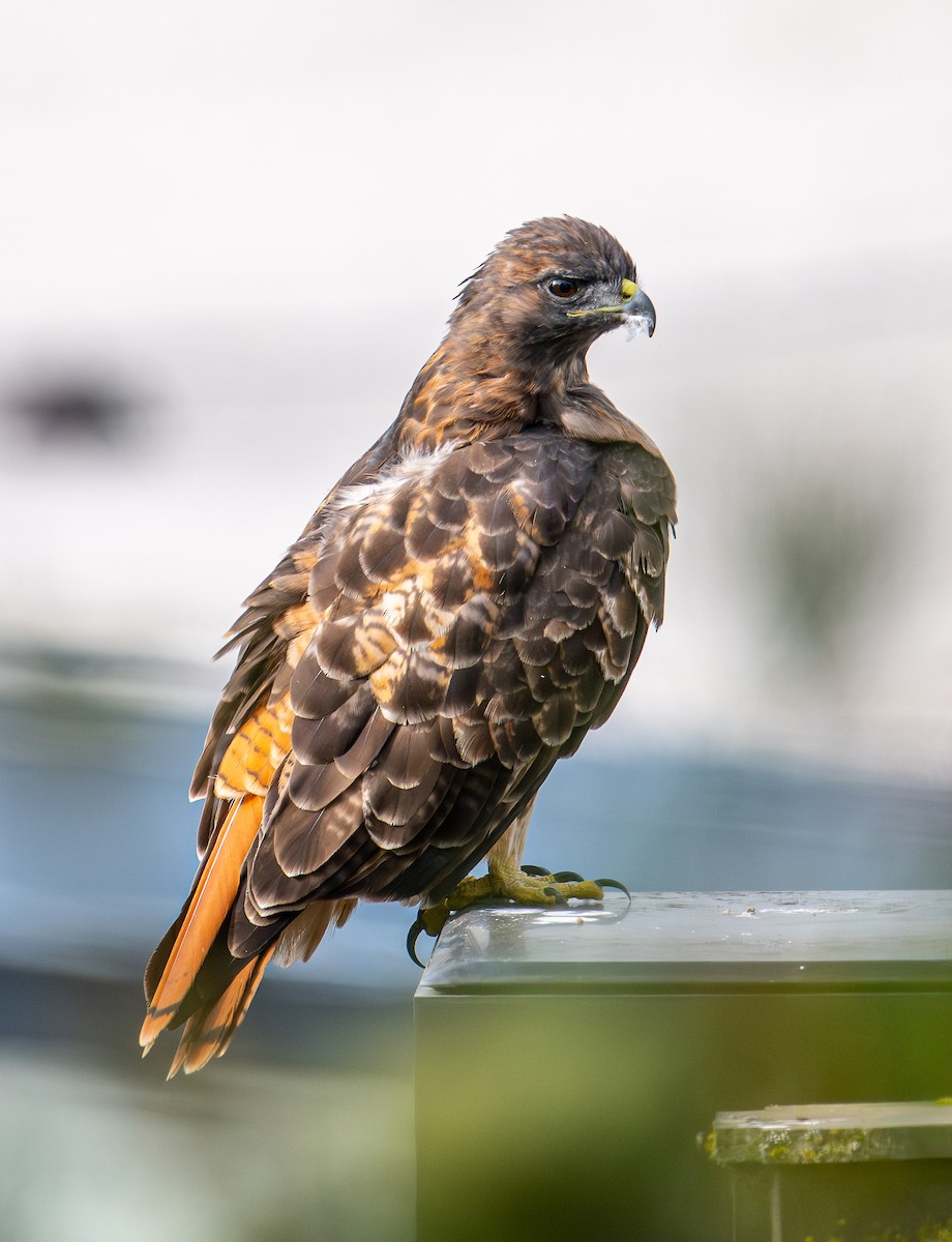 Red-tailed Hawk - ML642139249