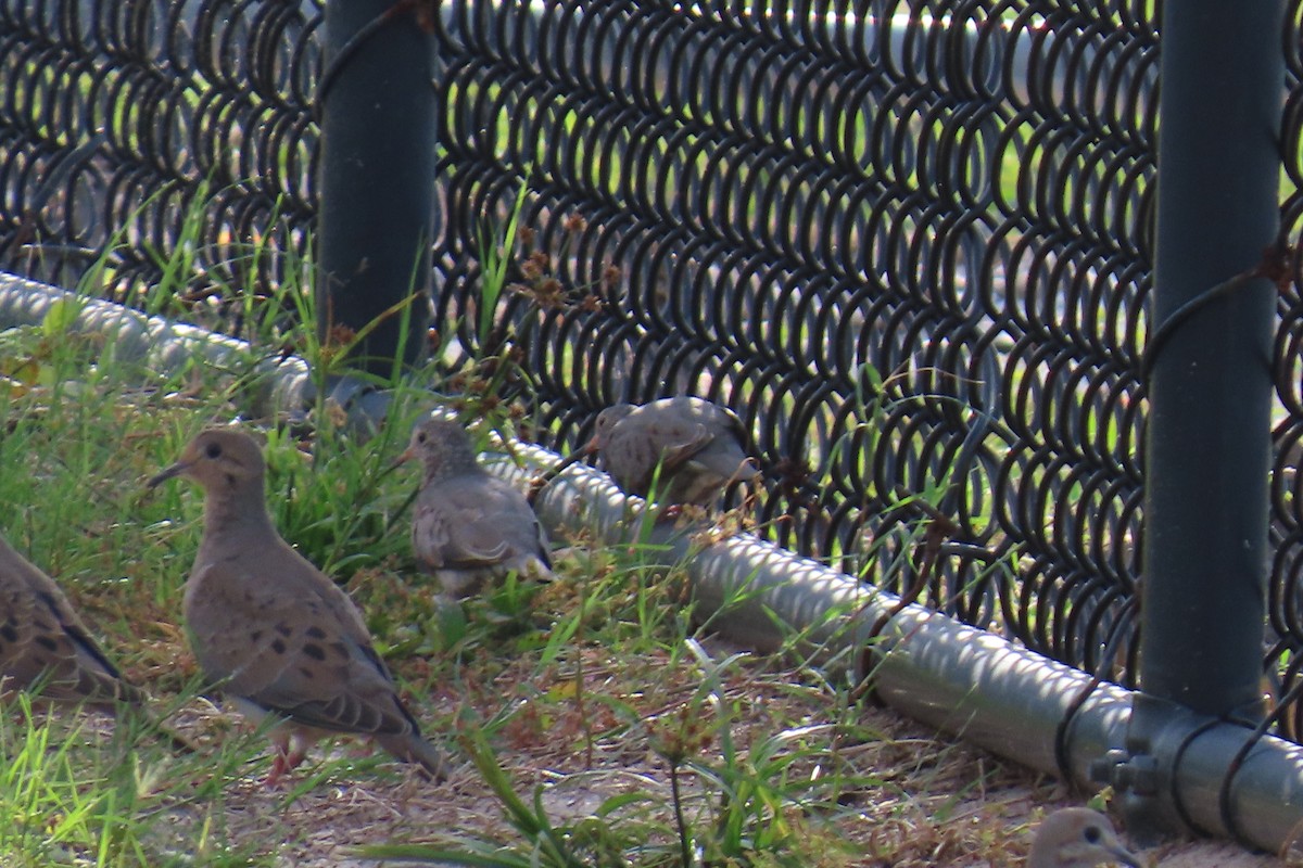 Mourning Dove - ML642139251