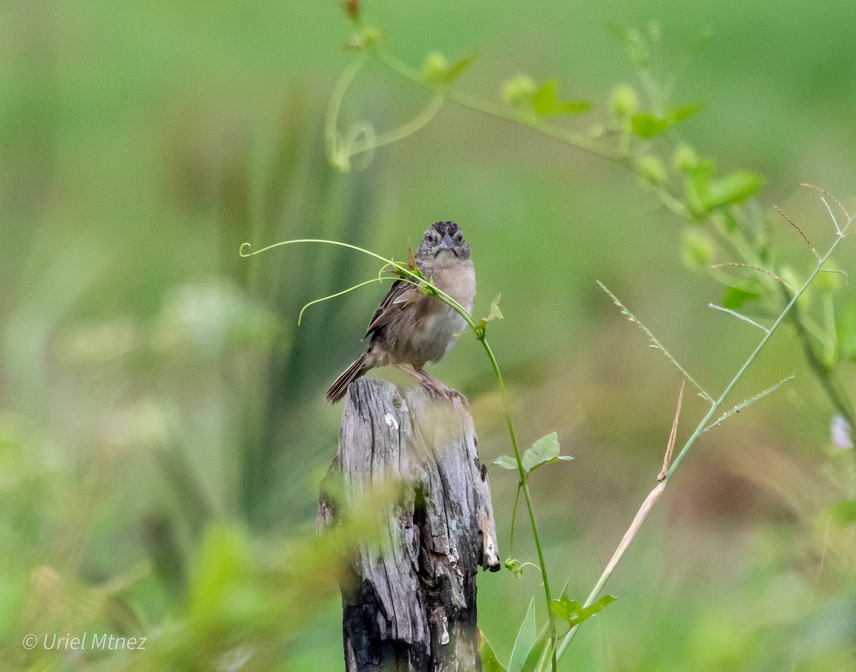 Botteri's Sparrow - ML642139255