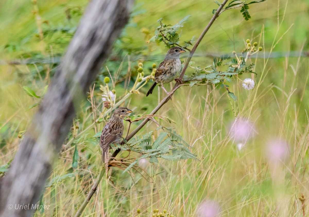 Botteri's Sparrow - ML642139256
