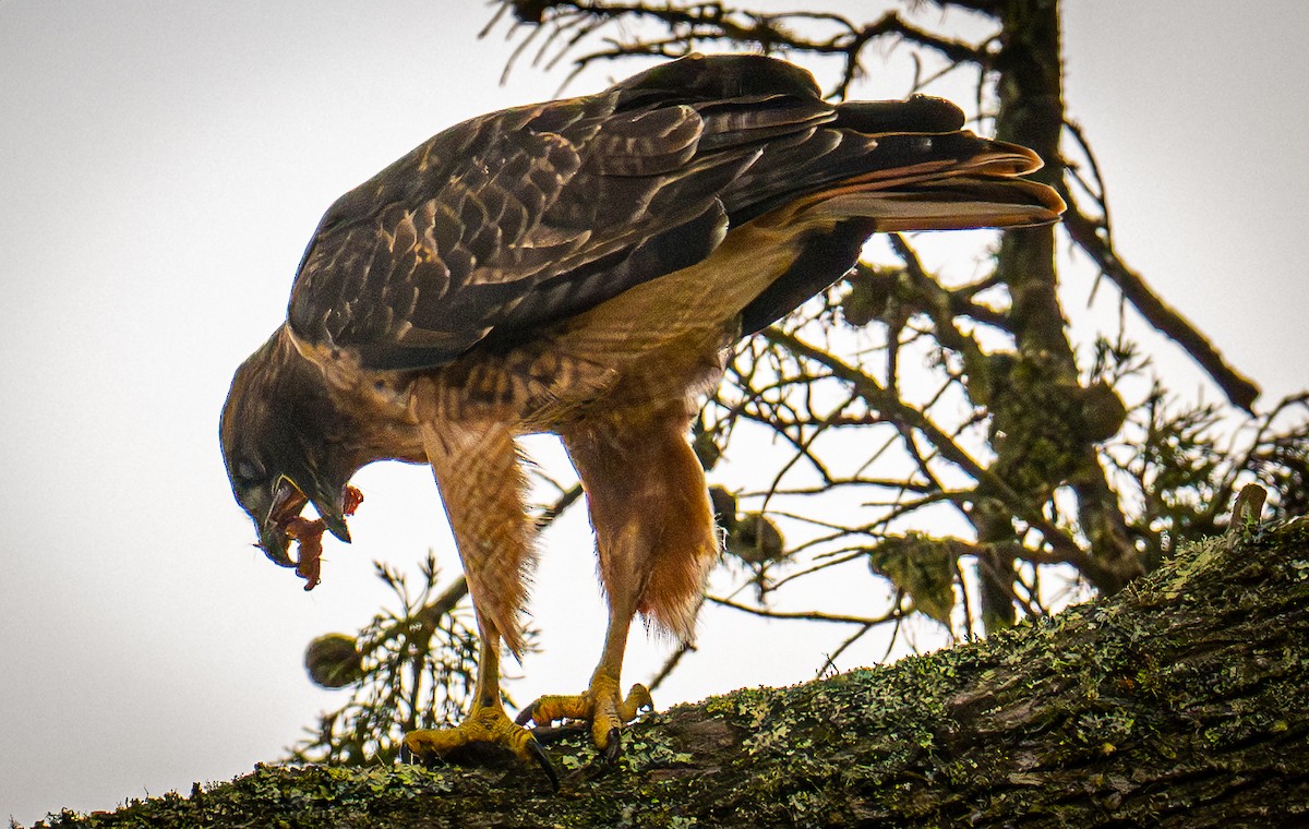 Red-tailed Hawk - ML642139264