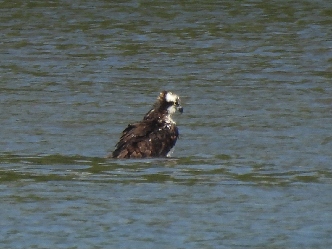 Osprey - ML642139265