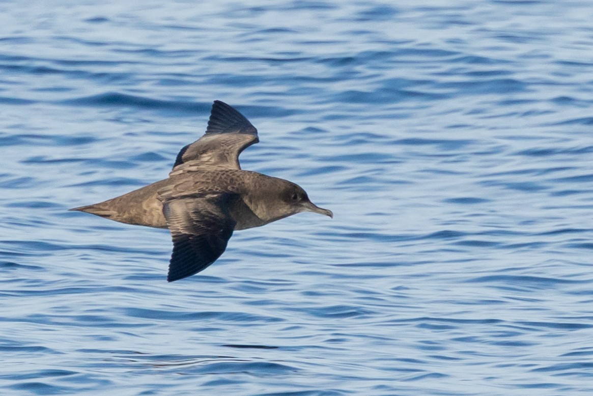 Sooty Shearwater - ML642139287