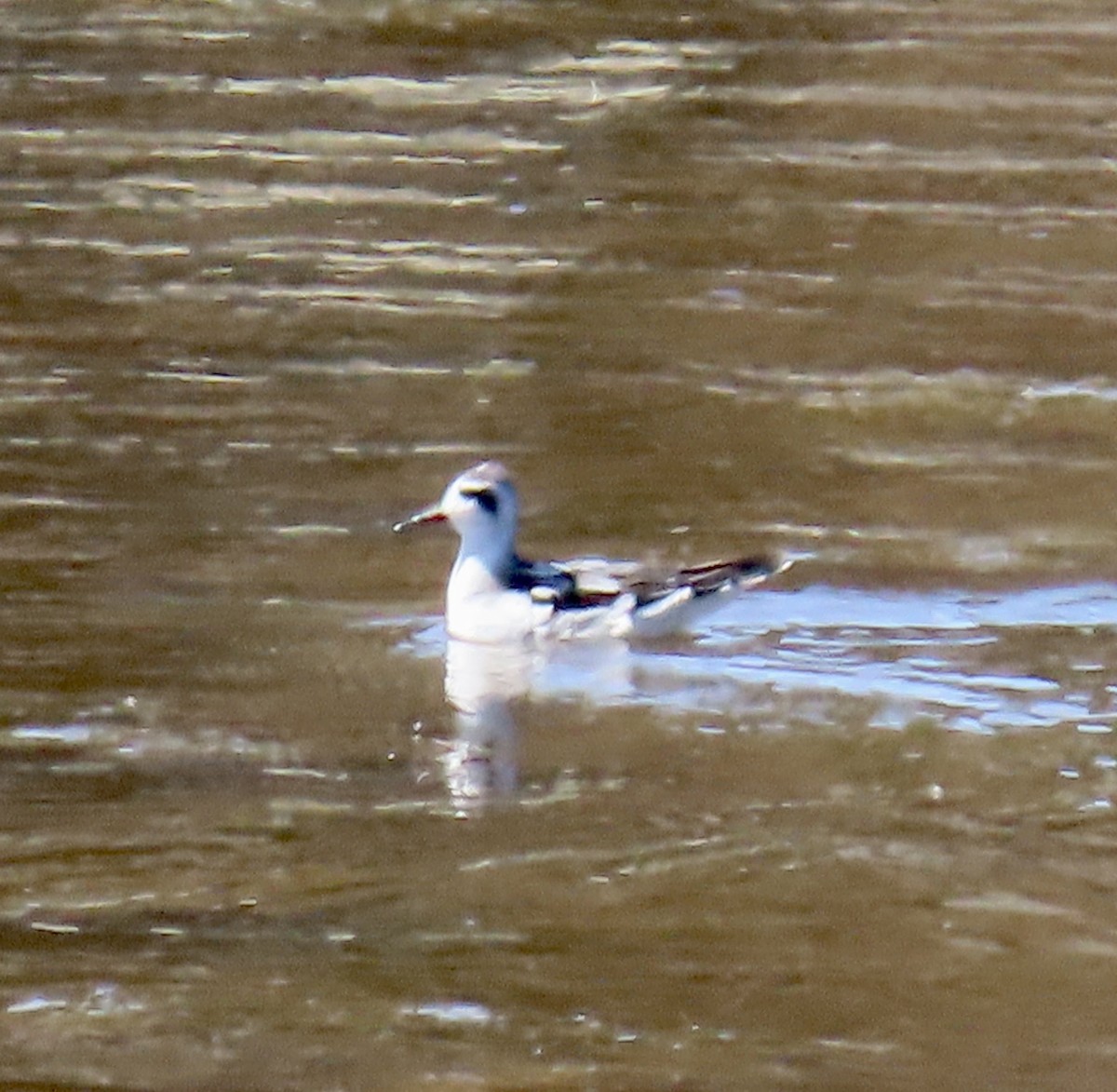 polarsvømmesnipe - ML642139307