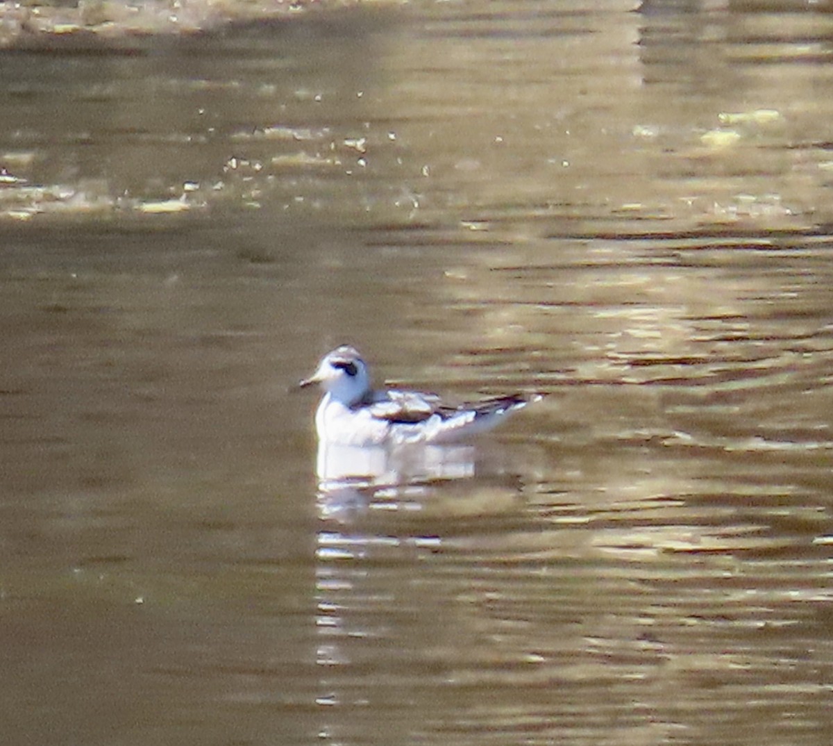 polarsvømmesnipe - ML642139308