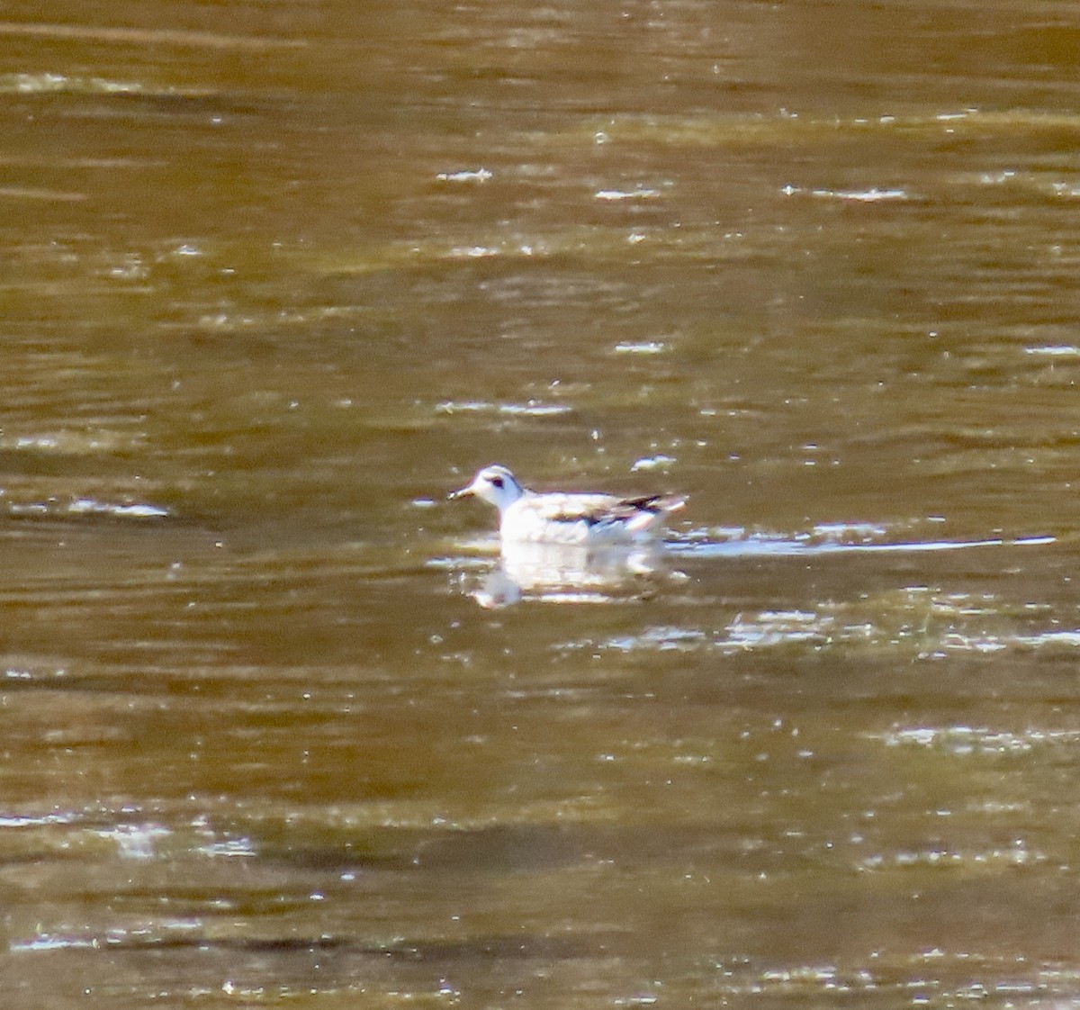 polarsvømmesnipe - ML642139309