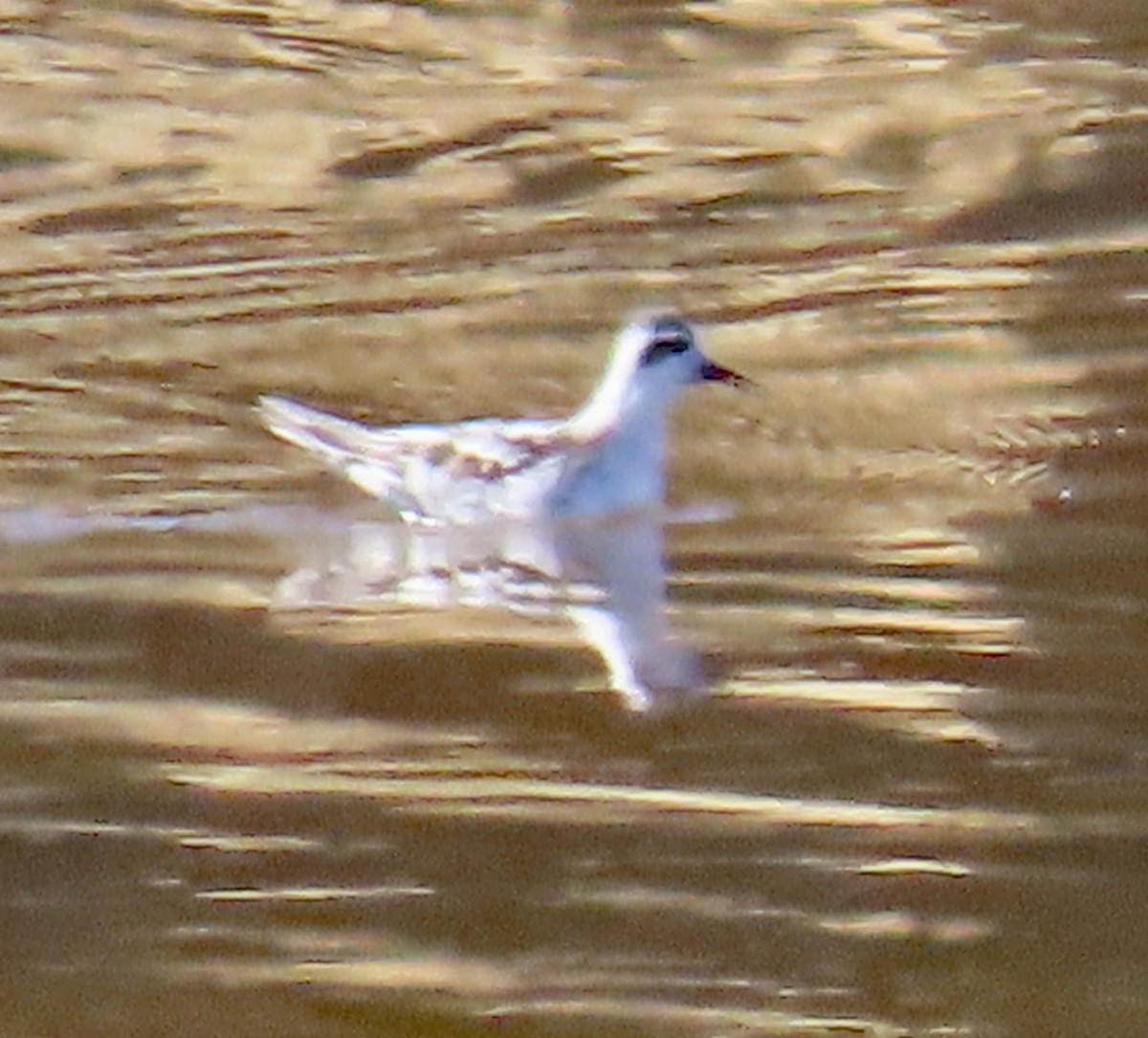 polarsvømmesnipe - ML642139310