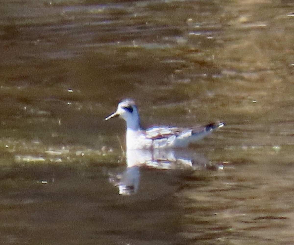 polarsvømmesnipe - ML642139311